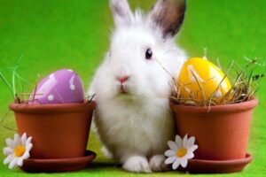 Read more about the article Why Are Easter Bunny Always White? Exploring the Meaning Behind the Tradition