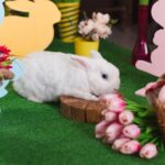 Symbolism in Easter: What Rabbits, Eggs, and Spring Represent